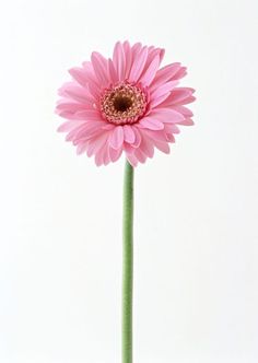 a single pink flower in a vase on a white background