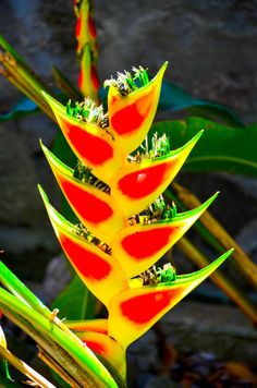 a plant with red and yellow flowers growing out of it