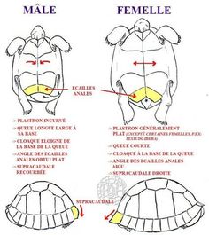 an image of turtles with their names in spanish and english, labeled to describe them