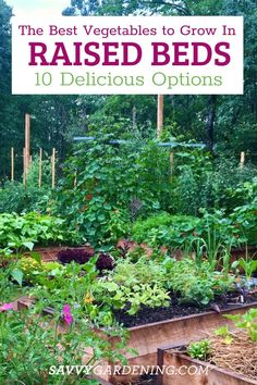 10 Best Vegetables to Grow in Raised Garden Beds. Raised vegetable gardening has many advantages, including extending the growing season and planting in early spring. Here are the best vegetables to plant early in your raised garden beds. #RaisedGardenBeds #Gardening Garden Beds Raised, Growing Melons, Raised Bed Ideas, Best Vegetables To Grow, Vegetables To Plant, Raised Bed Gardens, Raised Vegetable Gardens, Vegetables To Grow, Best Vegetables