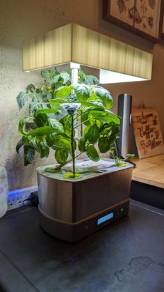 a potted plant sitting on top of a counter