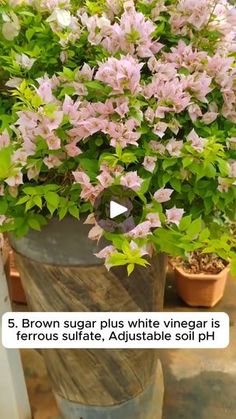 a potted plant with pink flowers and green leaves in it's bottom half