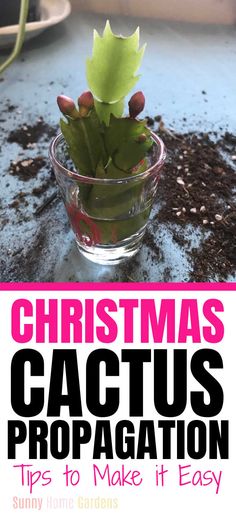 a cactus in a glass bowl with dirt on the ground and text christmas cactus propagation tips to make it easy