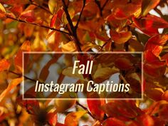 the words fall instagramm captions are overlaid by colorful leaves and branches