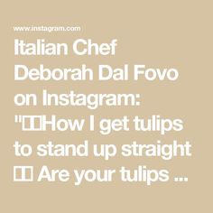 the words italian chef deborah dal fvo on instagram how i get tulips to stand up straight