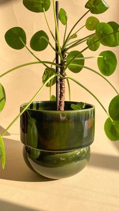 a green potted plant sitting on top of a table