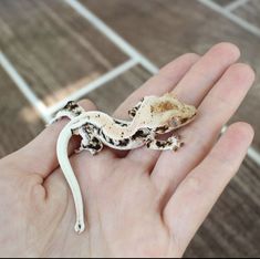 a hand holding a small white and black gecko