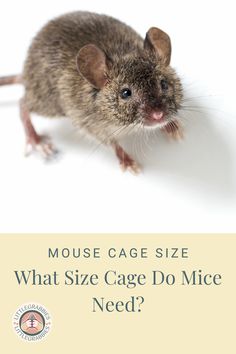 a mouse that is standing up with the caption what size cage do mice need?