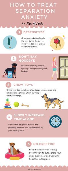 Where Dogs Like To Be Pet, Dog In Training Sign, Desensitizing Dogs, Puppy Separation Training, Routine For Dogs, Dog Routine, Things To Do With Dogs, Dog Must Haves, Dog Crate Ideas