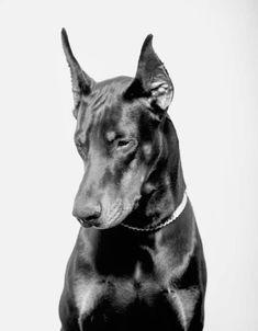 a black and white photo of a dog with its head turned to the side, sitting in front of a white background