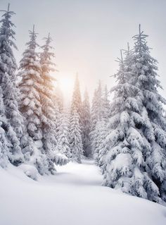 the sun is shining through the trees in the snow covered forest, which are surrounded by evergreens