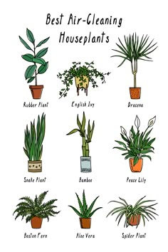 the best air - cleaning houseplants