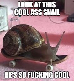 garden snail on a techdeck with the caption "look at this cool ass snail hes so fucking cool" Slug Aesthetic, Snail On A Skateboard, Snails And Slugs, Green Slug Bug, Snek Meme, Snail Meme Funny