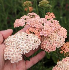 a hand holding small pink and white flowers