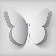 a white butterfly on a gray background