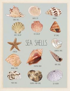 an illustration of seashells on a blue background with the words sea shells written below