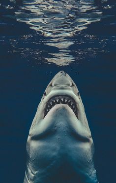 a shark with its mouth open swimming in the ocean next to an instagram page