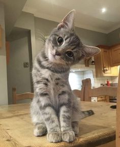 a cat sitting on top of a wooden table