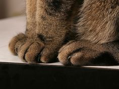 a close up of a cat's paw on top of a table