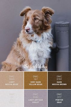 a brown and white dog sitting next to a wall