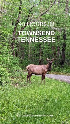 a deer standing on the side of a road in front of some trees and grass