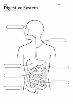 diagram of the digest system with labels on it