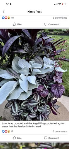 an image of some purple plants in the grass and another photo of green plants on the other side