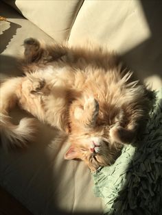 an orange cat sleeping on top of a couch