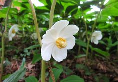 a white flower with yellow stamens in the foreground and green leaves in the background