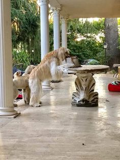 a dog standing on top of a wooden floor next to two zebra statues and a table