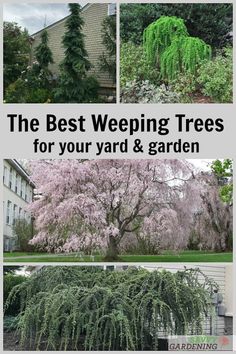 the best weeping tree for your yard and garden