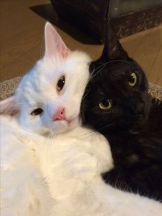 two black and white cats laying next to each other