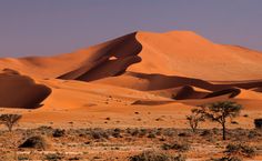 the desert is full of sand dunes and trees