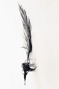 a black and white photo of a bird's tail with long, feathery feathers