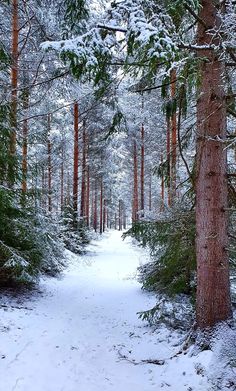 a snow covered path in the middle of a forest with lots of trees on both sides