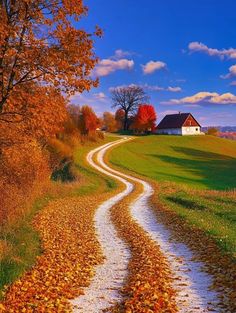 a dirt road going through a lush green field