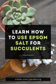 a wooden spoon with salt on it next to a potted plant and text that reads learn how to use epsom salt for succulents