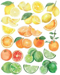 watercolor painting of citrus fruits and vegetables