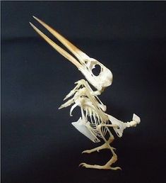 the skeleton of a bird is displayed on a black background with its long legs spread out