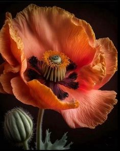 an orange and black flower on a dark background