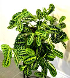 a potted plant with green and white leaves