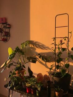 several potted plants are sitting on a shelf in front of a wall with a ladder