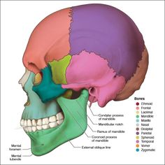 Mandible - Head and Neck Anatomy: Part I – Bony Structures - Dentalcare Mandible Anatomy, Head And Neck Anatomy, Bones Of The Head, Dental Notes, Palatine Bone, Neck Anatomy, Facial Bones, Dental Anatomy, Neck Bones