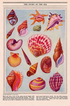 an illustration of seashells and shells on a blue background by corbi