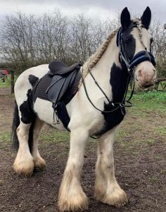 a black and white horse standing on top of a dirt field