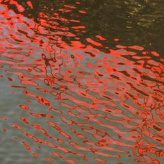 the water is reflecting red and green colors on it's surface, with trees in the background