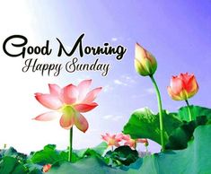 some pink flowers and green leaves on a sunny day with the words good morning happy sunday