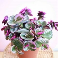 a potted plant with purple and green leaves on a wicker placematt