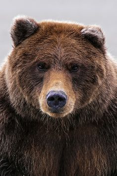 a large brown bear standing next to a body of water