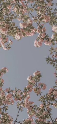 pink flowers are blooming on the branches of a tree in front of a blue sky